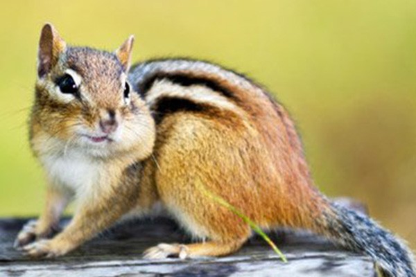 Squirrel Removal Service Spring TX